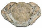 Eocene Fossil Crab (Pulalius) - Washington State #349483-1